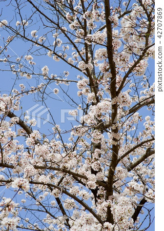 Cherry blossoms bloomed 42707869