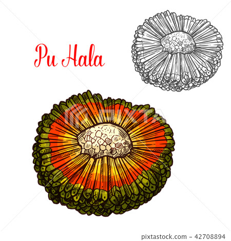 Exotic hala fruit sketch with orange husk 42708894