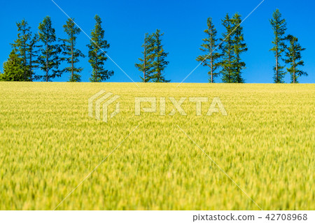 "Hokkaido" Hill of Biei and Mild Seven "Hokkaido" Hill of Biei and Mild Seven 42708968