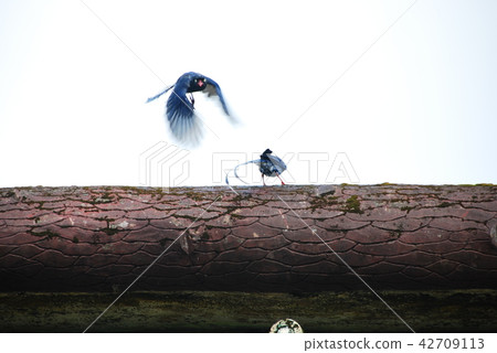 台灣藍鵲 台灣藍鵲 42709113