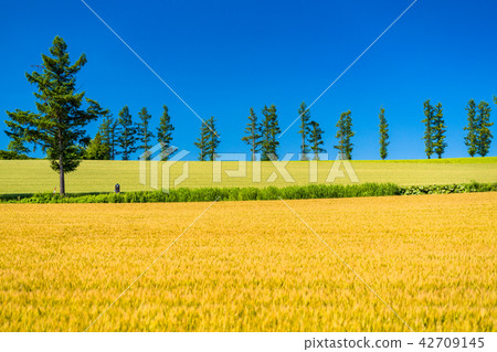 "Hokkaido" Hill of Biei and Mild Seven "Hokkaido" Hill of Biei and Mild Seven 42709145