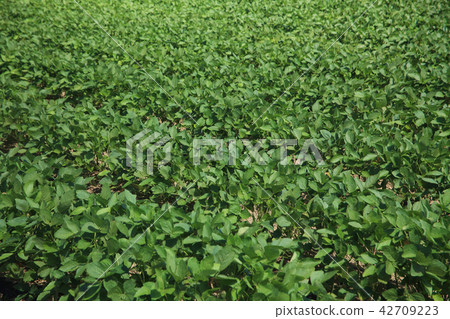 黑崎茶豆田 42709223