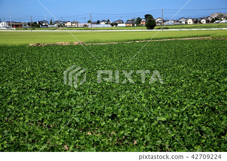 黑崎茶豆田 42709224