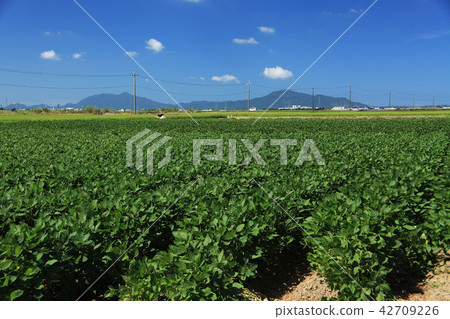 黑崎茶豆田 42709226
