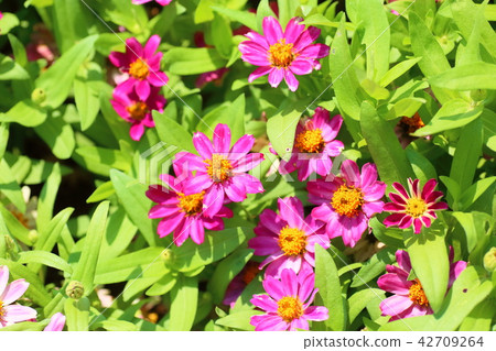 Zinnia Flower 42709264