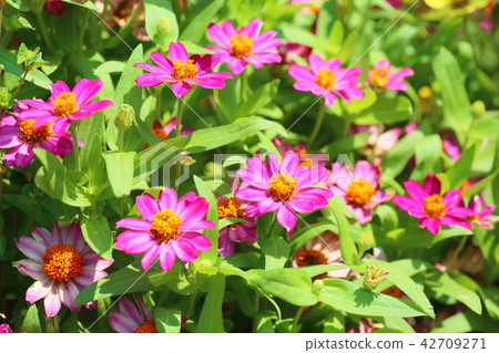Zinnia Flower 42709271