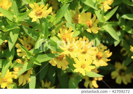 Zinnia Flower 42709272