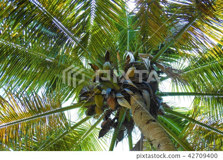 Palm trees taken from below 42709400