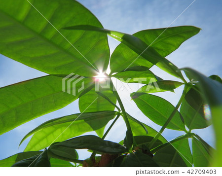 Pakira taking the morning sun 42709403