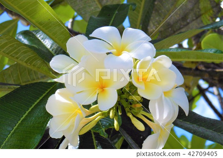 Plumeria flowers 42709405