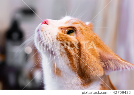 凝視某事的布朗白色貓 42709423