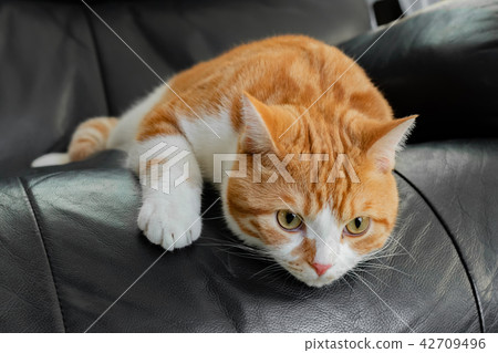 匹配在沙發的布朗白色貓 匹配在沙發的布朗白色貓 42709496