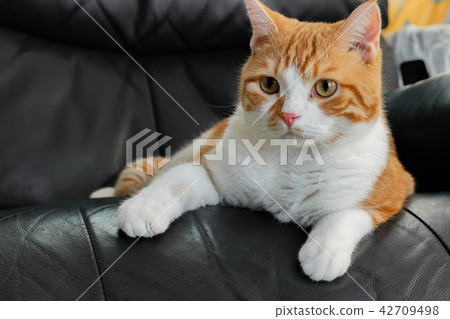 Brown white cat that matches on the sofa 42709498