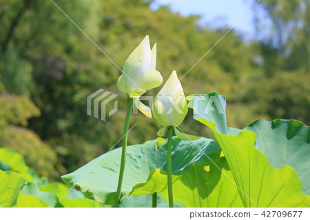 Lotus flower 42709677