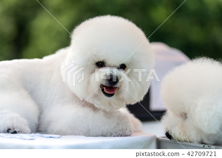 Baby Bichon dog 42709721