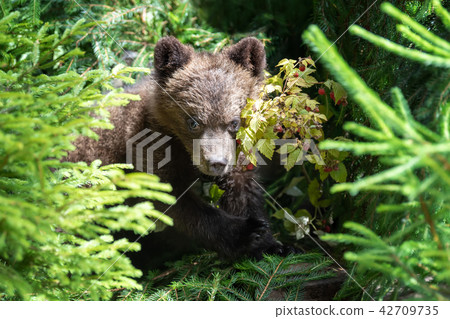 Cub of brown bear in the forest 42709735