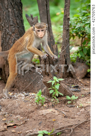 Monkey in the living nature 42709763