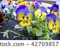 Viola tricolor flowers close up with buds.  42709857
