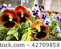 Viola tricolor flowers close up with buds.  42709858