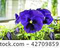 Bright blue viola bicolor flowers close up  42709859