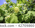 Guelder rose, Viburnum, arrowwood white flowers 42709860