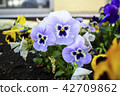 Viola tricolor flowers close up with buds.  42709862