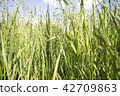 Fresh green grass, meadow, daylight, sunny day. 42709863