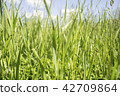 Fresh green grass, meadow, daylight, sunny day. 42709864