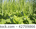Fresh green grass, meadow, daylight, sunny day. 42709866