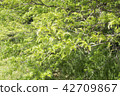 Spring tree brunces, fresh leaves, young greenary. 42709867