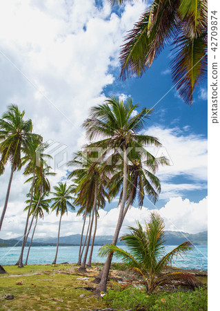 High palm trees on the ocean coast. High palm trees on the ocean coast. 42709874