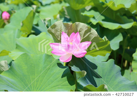 Lotus flower Lotus flower 42710027