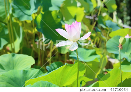 Lotus flower 42710084