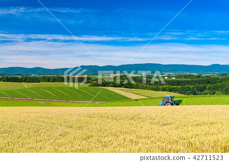 “北海道”美瑛·鄉村景觀拼湊路徑 “北海道”美瑛·鄉村景觀拼湊路徑 42711523