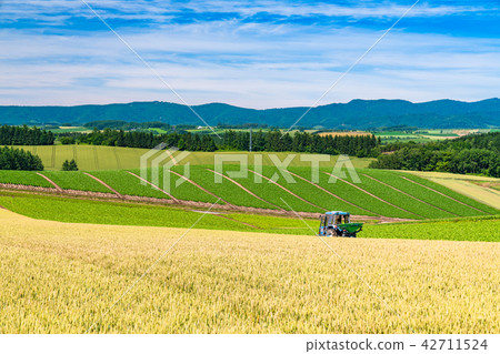 “北海道”美瑛·鄉村景觀拼湊路徑 42711524