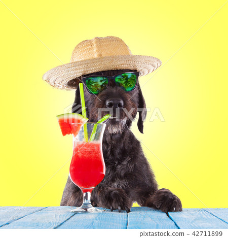 Black mutt dog posing with water melon cocktail. Black mutt dog posing with water melon cocktail. 42711899