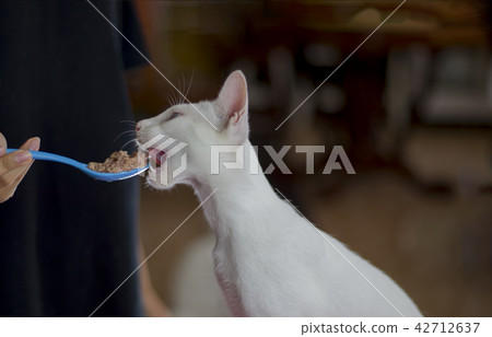 People feeding a white cat With a blue spoon   42712637