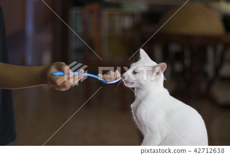 People feeding a white cat With a blue spoon People feeding a white cat With a blue spoon 42712638