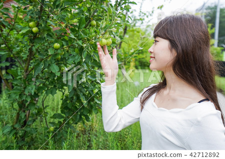 Fruit picking and harvesting 42712892