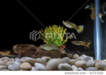 Poecilia latipinna beautiful body. Poecilia latipinna beautiful body. 42713285
