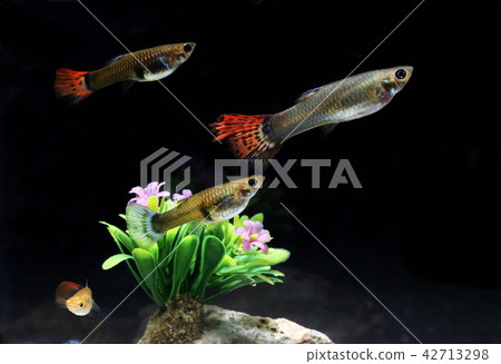Poecilia latipinna beautiful body. Poecilia latipinna beautiful body. 42713298