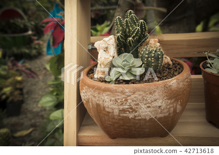 the cactus. the cactus. 42713618