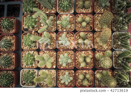 the cactus. the cactus. 42713619