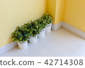 little plants in the pot on yellow wall 42714308