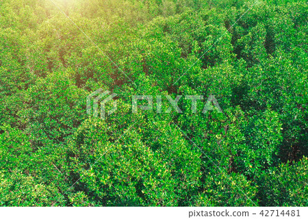 Top view of green tree leaves in forest Top view of green tree leaves in forest 42714481