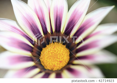Flowers Flowers 42714923