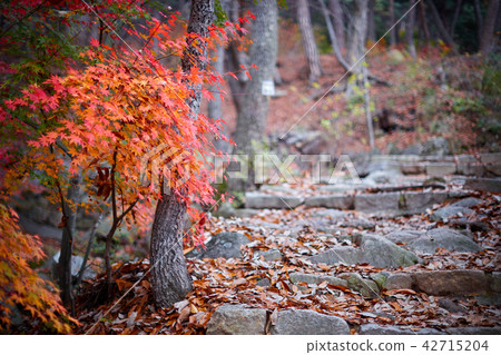 Autumn Autumn Leaves and Stone Stairs 42715204