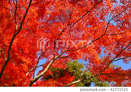 Kamakura in autumn leaves season, autumn leaves forest 42715525