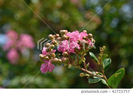 Culverberry flowering summer 42715757
