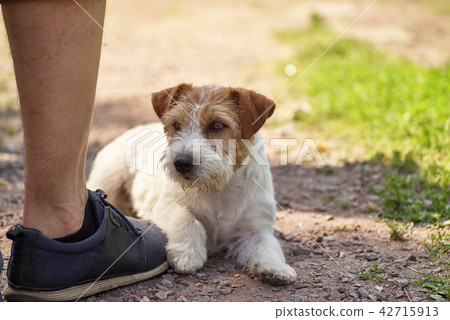 A small terrier lies on the owner's boot 42715913